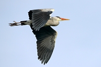 blauwe reiger (Ardea cinerea) 3-2016 7674